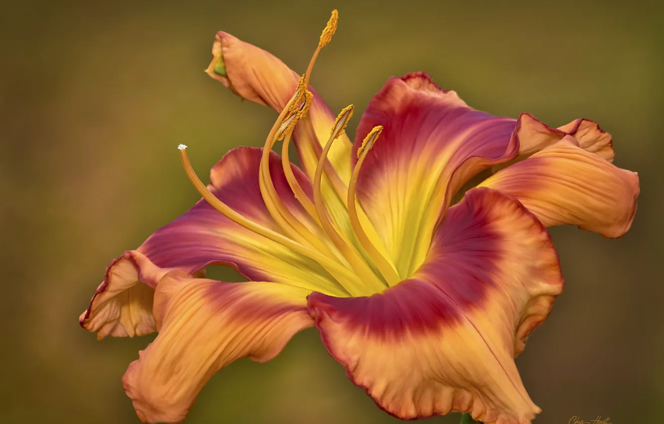 Photo wallpaper flower, red, brown, daylilies