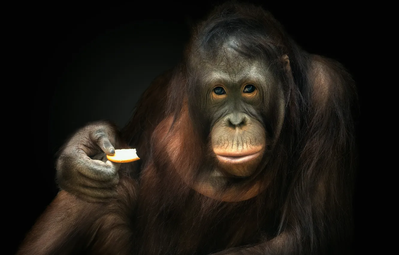 Photo wallpaper look, the dark background, portrait, paws, monkey, face, sitting, piece