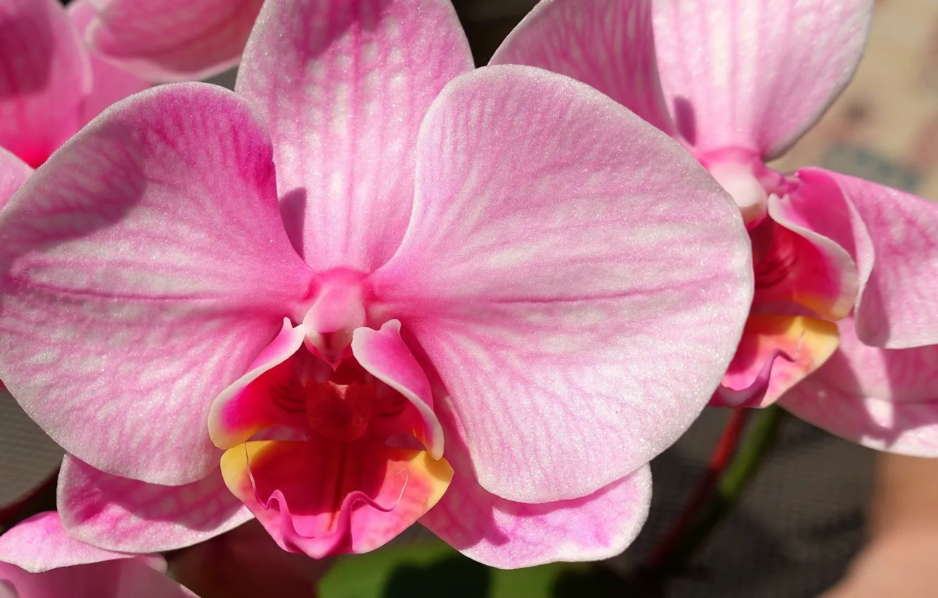 Photo wallpaper flower, pink, Orchid