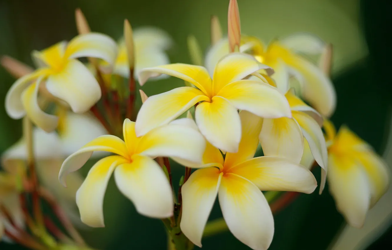 Photo wallpaper macro, petals, buds, plumeria