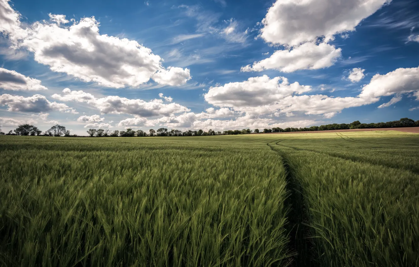 Photo wallpaper summer, the sky, field