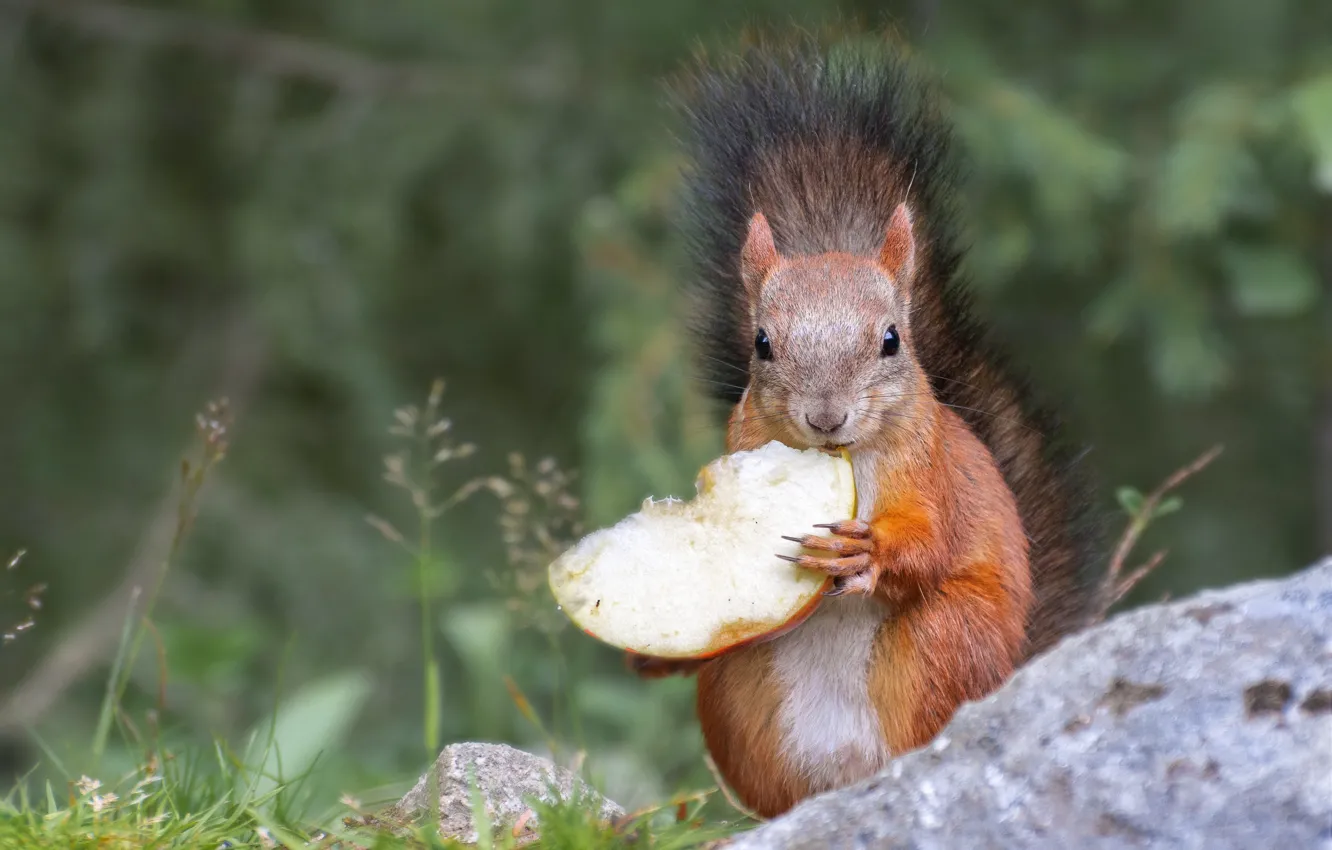 Photo wallpaper nature, animal, apples, protein, animal, rodent