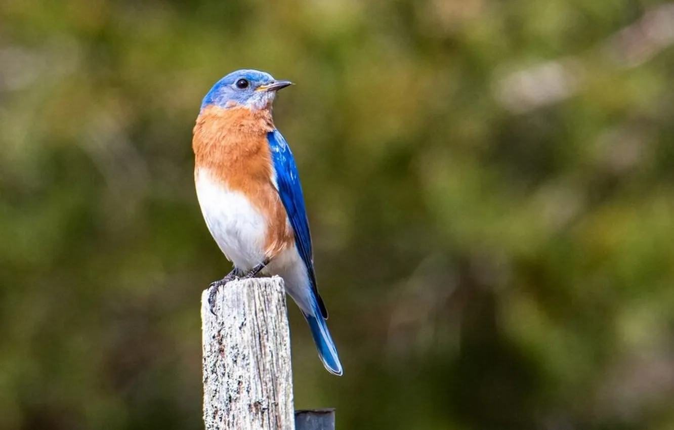 Photo wallpaper microsemi, bird, blurred background, bright color, krasivaya