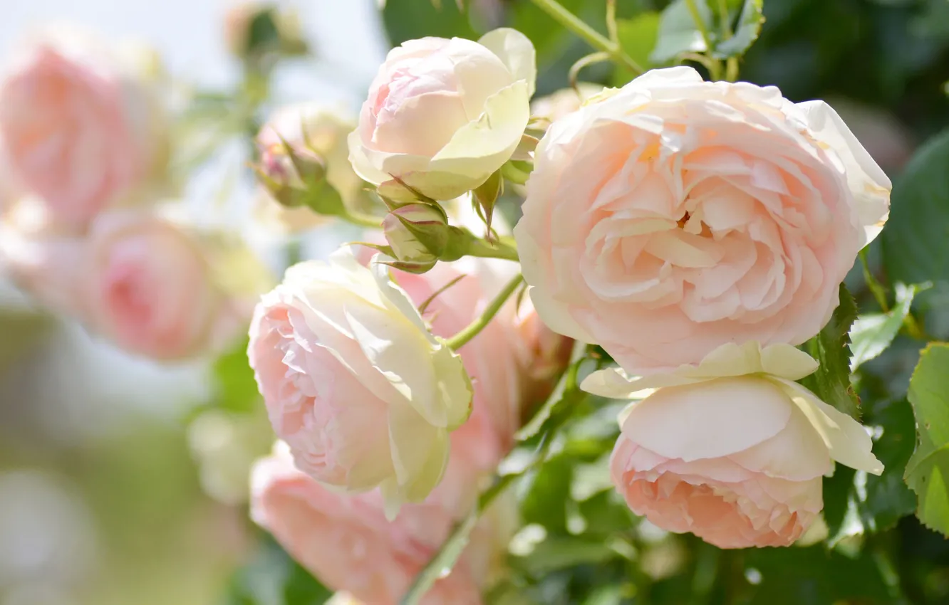 Photo wallpaper macro, tenderness, roses