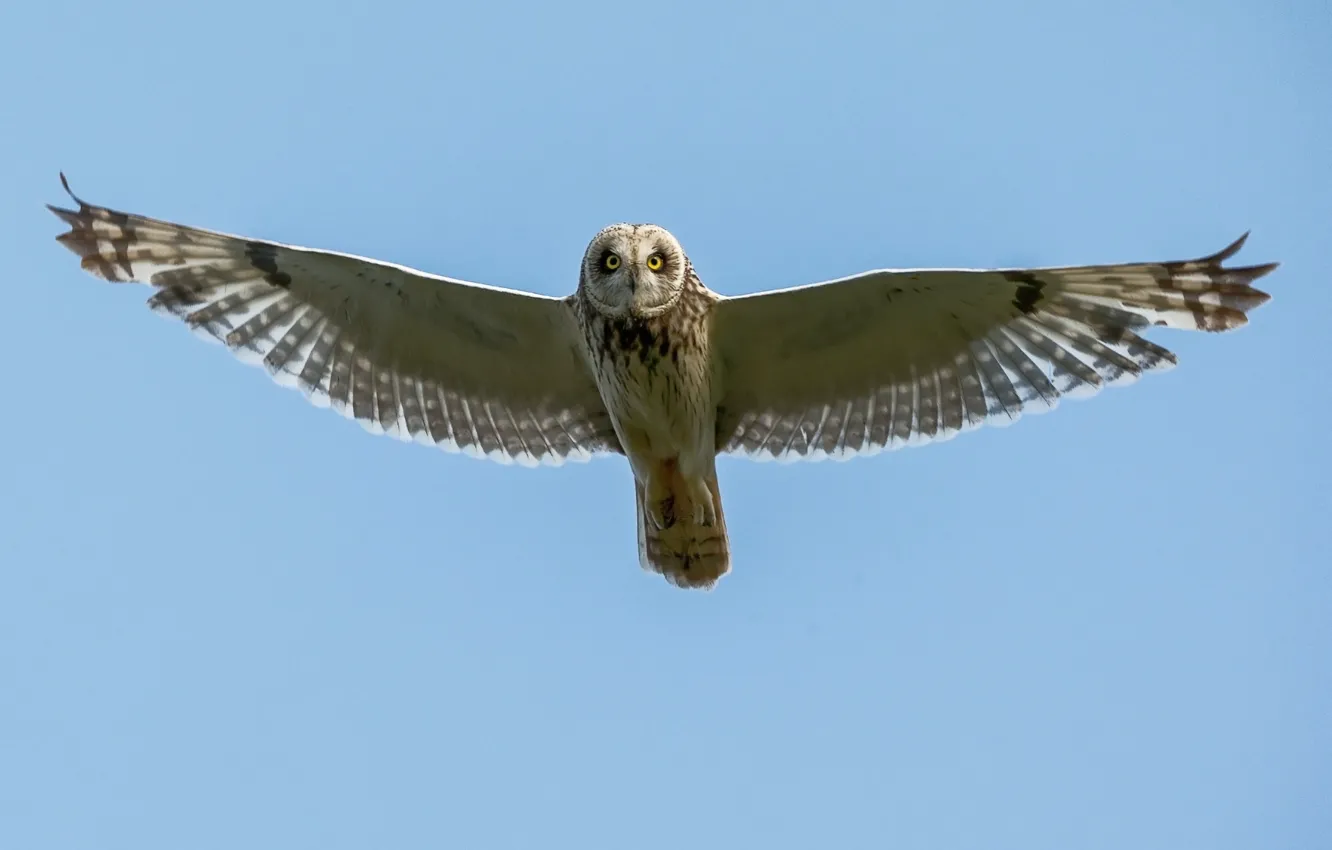 Photo wallpaper bird, animal, Short Eared Owl