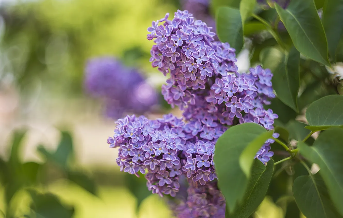 Photo wallpaper branches, spring, lilac