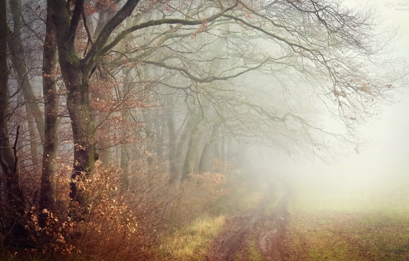 Photo wallpaper autumn, nature, fog