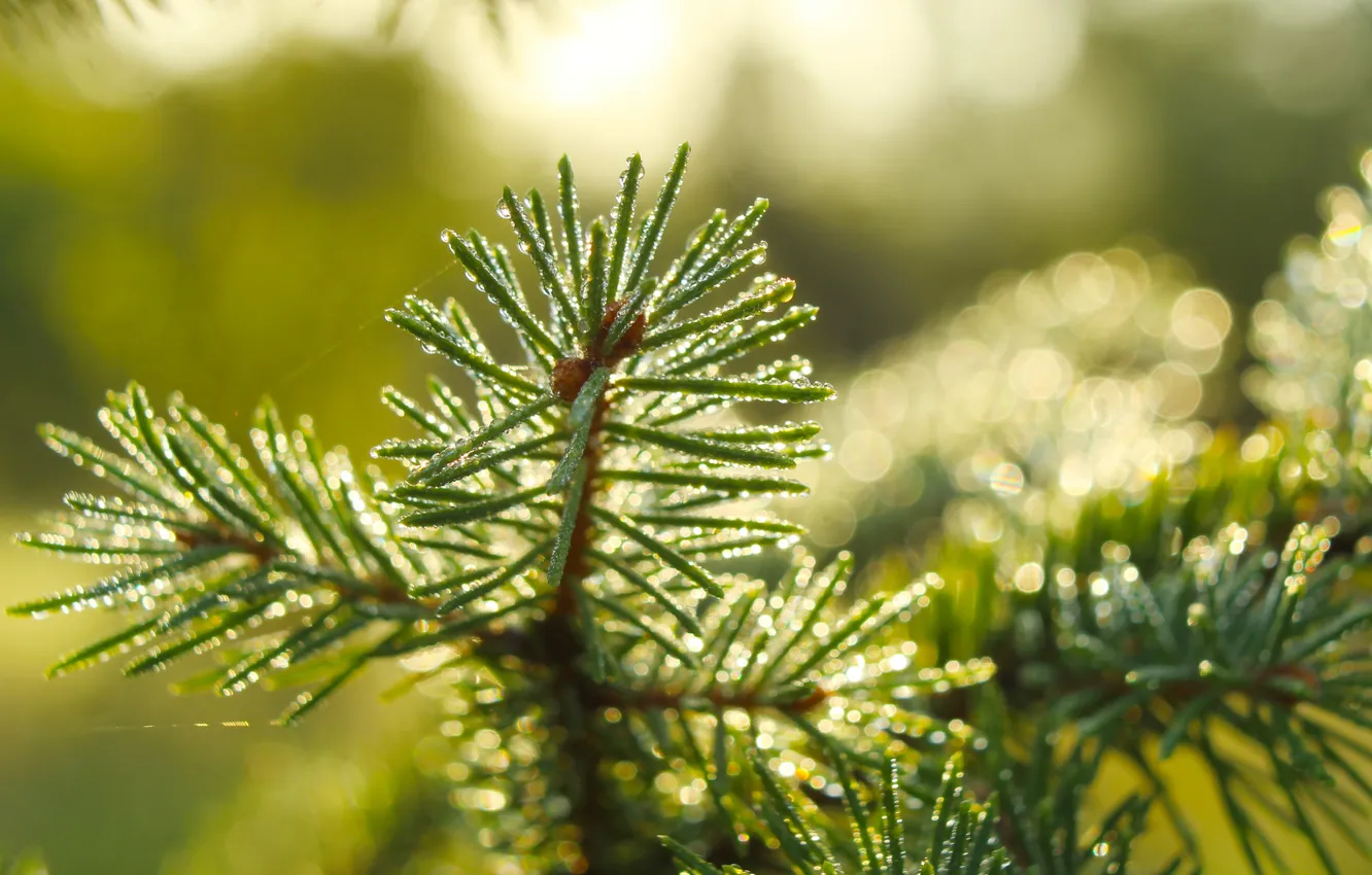 Photo wallpaper light, pine, twig