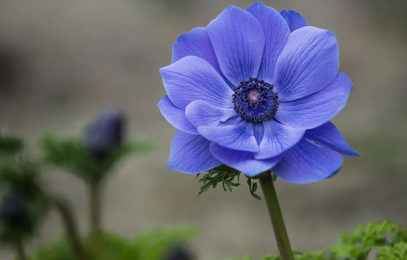 Photo wallpaper flower, macro, blue, focus, petals, Anemone, anemone