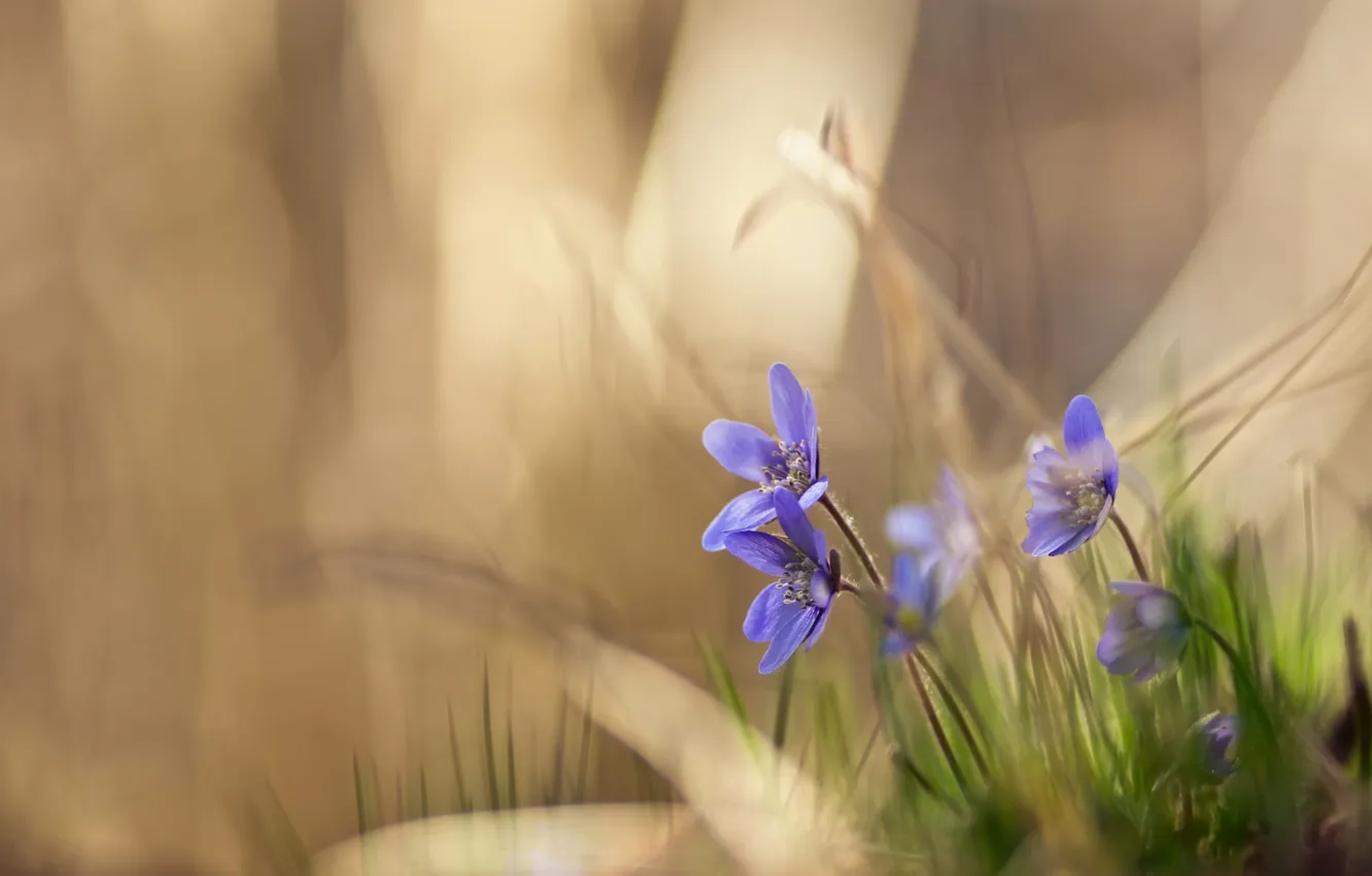 Photo wallpaper flowers, nature, violet