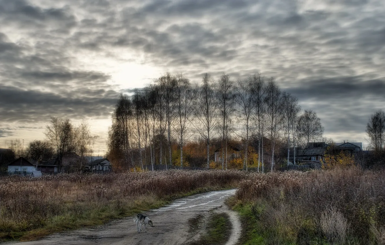 Photo wallpaper road, trees, dog, pastoral
