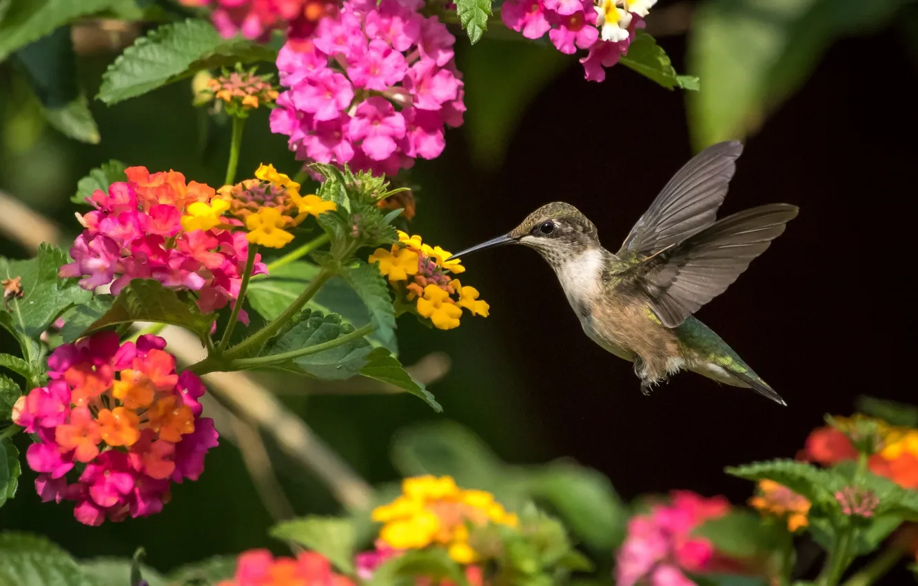Photo wallpaper flight, wings, Hummingbird, bird, Lantana