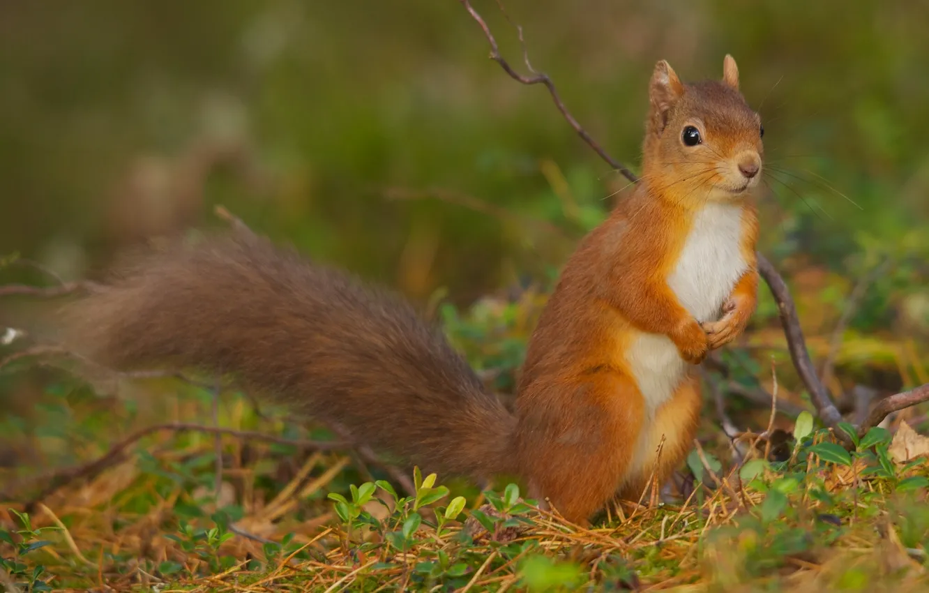 Photo wallpaper branches, protein, red