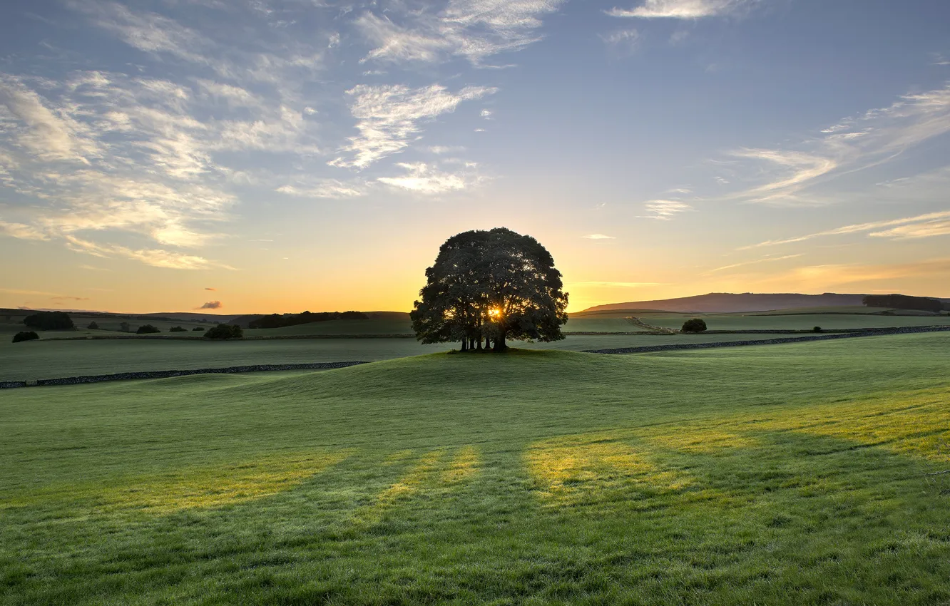 Photo wallpaper sunrise, tree, dawn, England, morning, meadow, England, Bell Busk