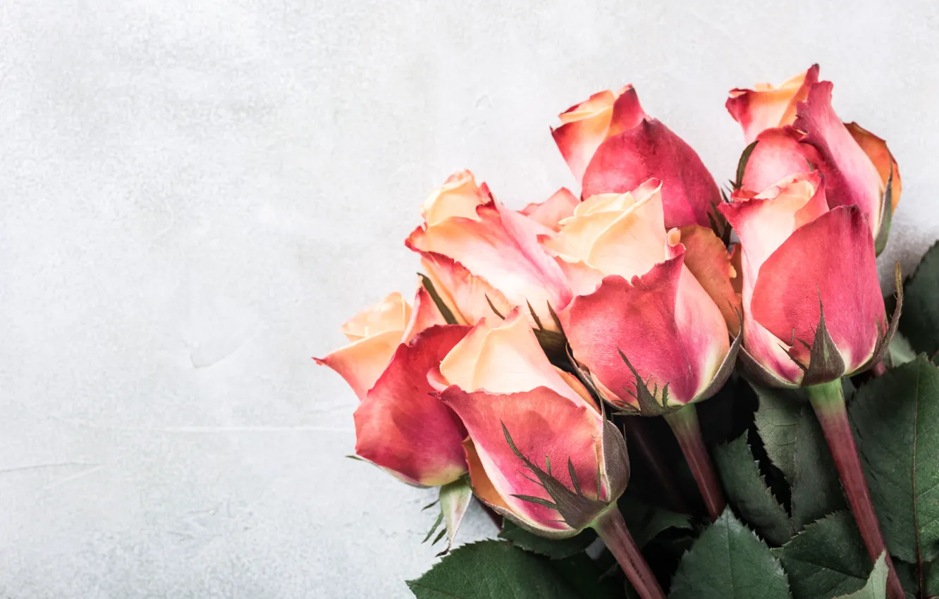 Photo wallpaper roses, bouquet, pink, beautiful, roses, Iryna Melnyk