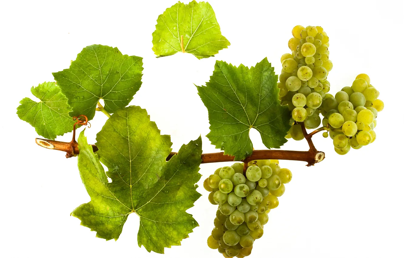 Photo wallpaper wine, leaves, grapes, white wine, vitis vinifera, Chardonnay