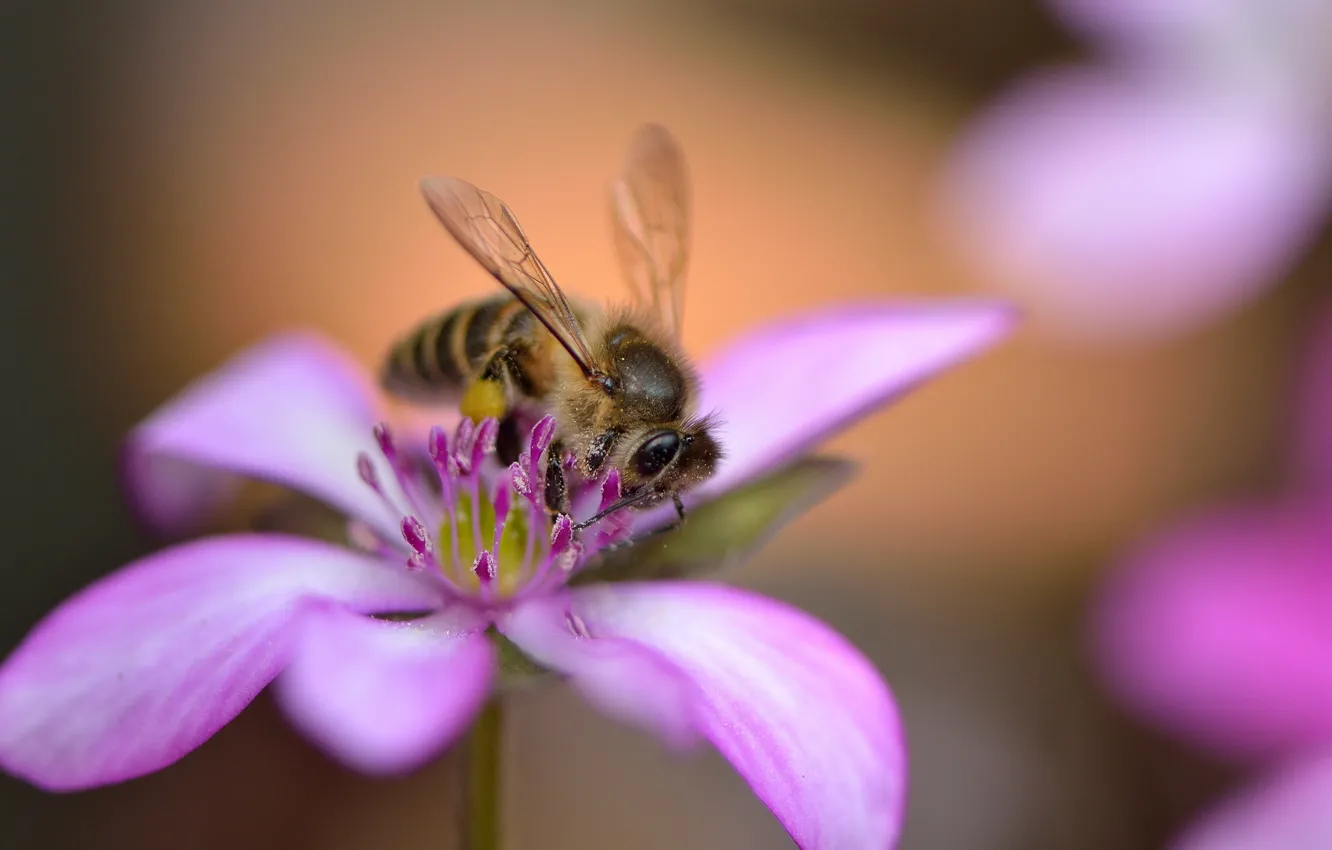 Photo wallpaper flowers, bee, petals, pink, bokeh