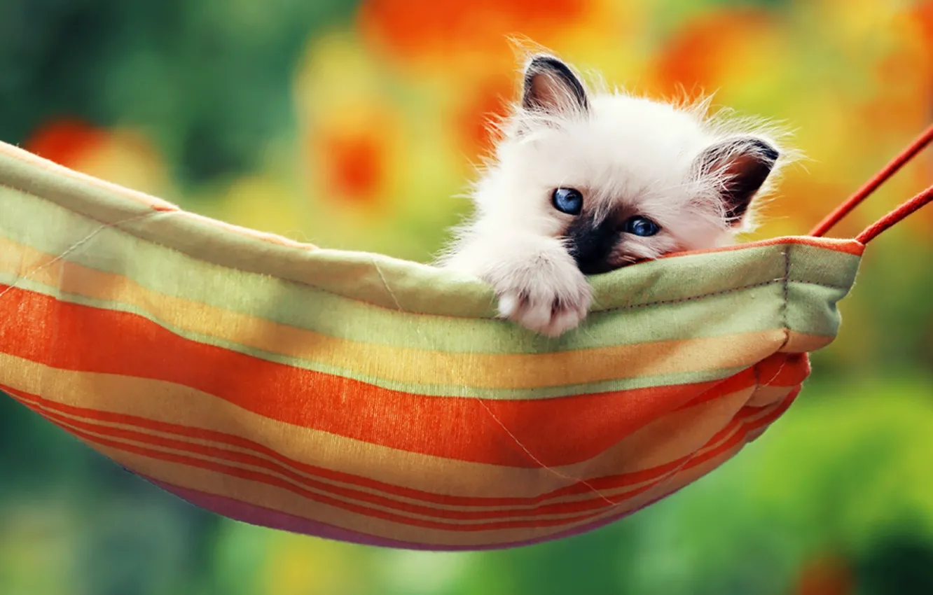 Photo wallpaper eyes, hammock, kitty