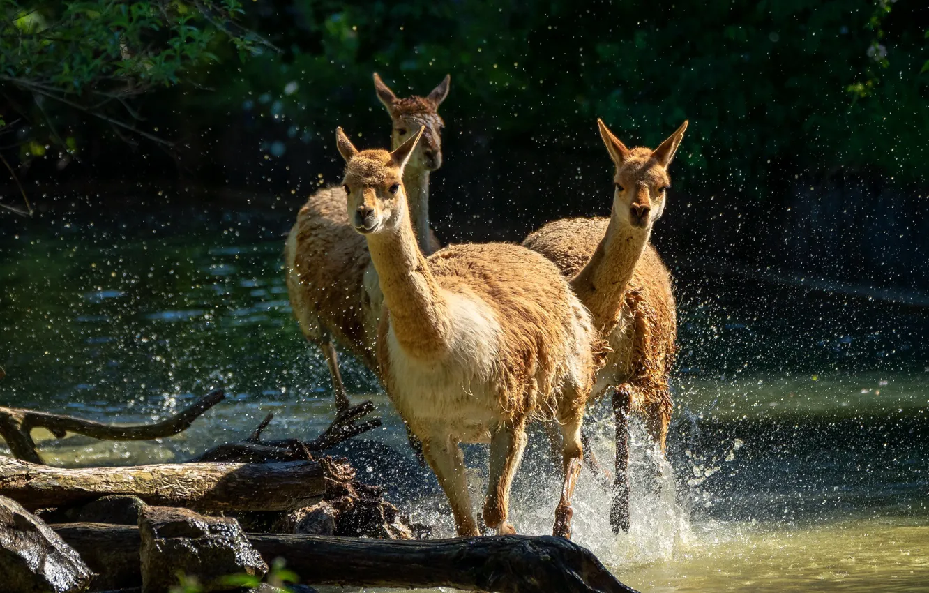 Photo wallpaper water, light, squirt, nature, shore, running, walk, log