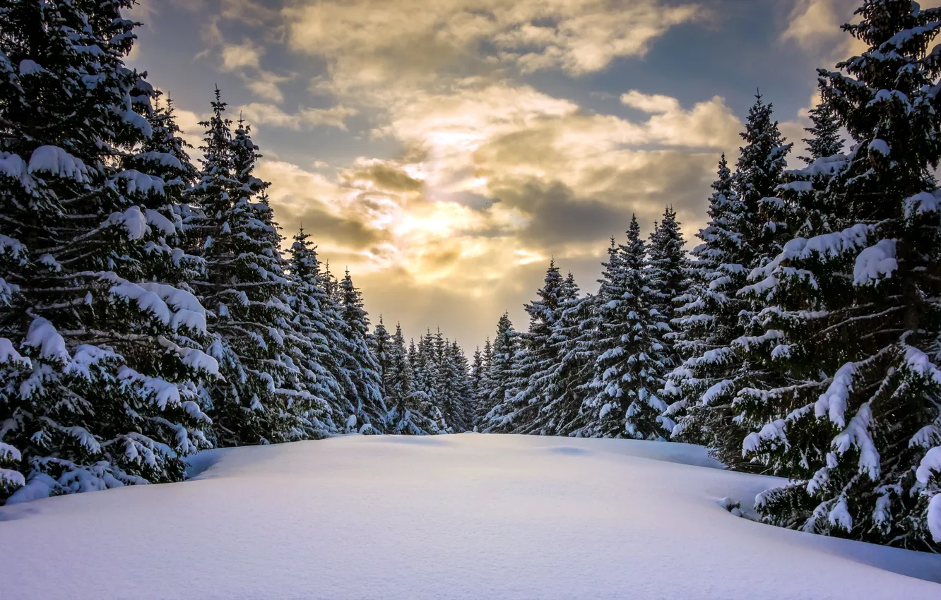Photo wallpaper winter, forest, snow, Norway