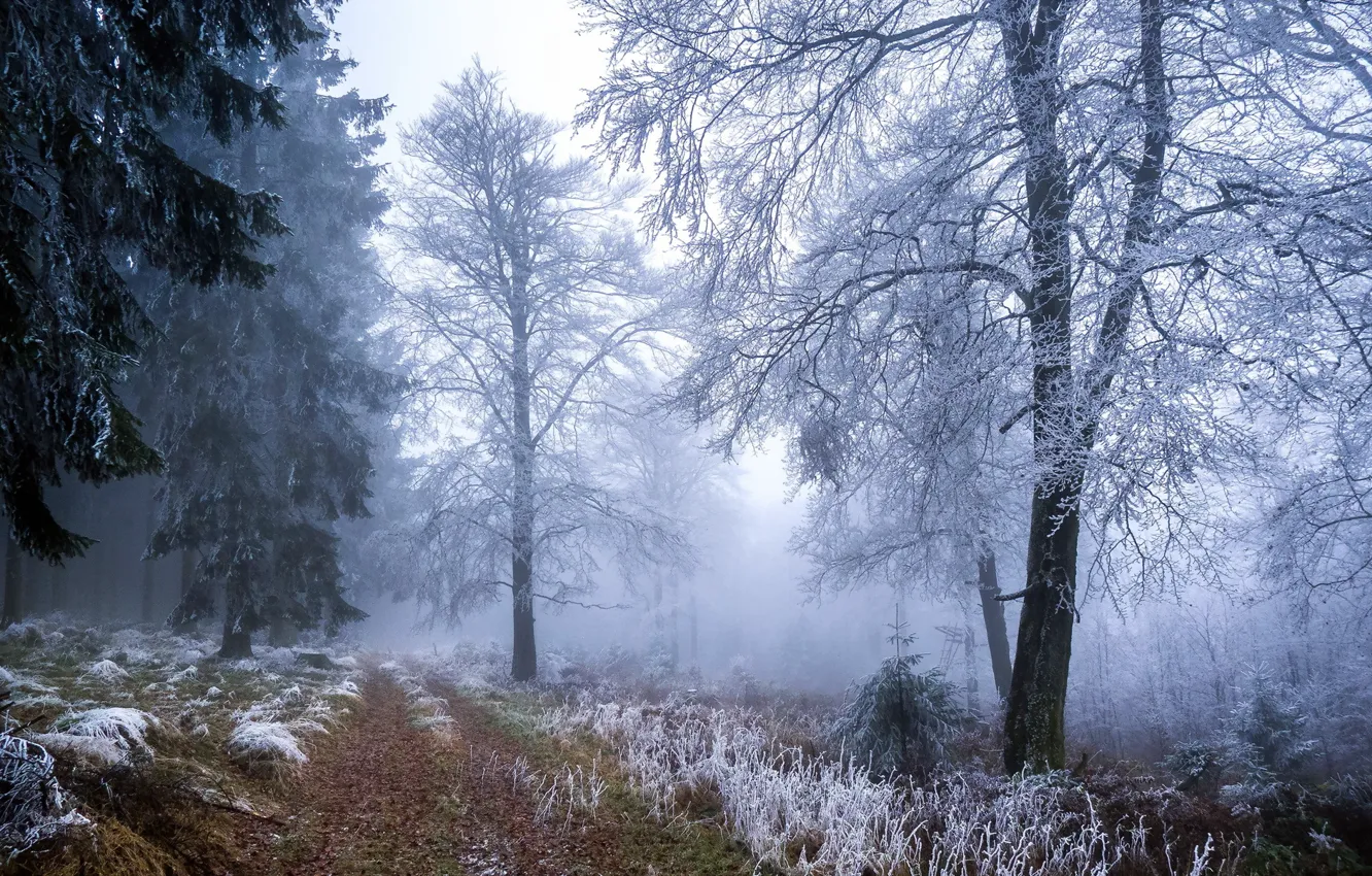 Photo wallpaper winter, frost, forest