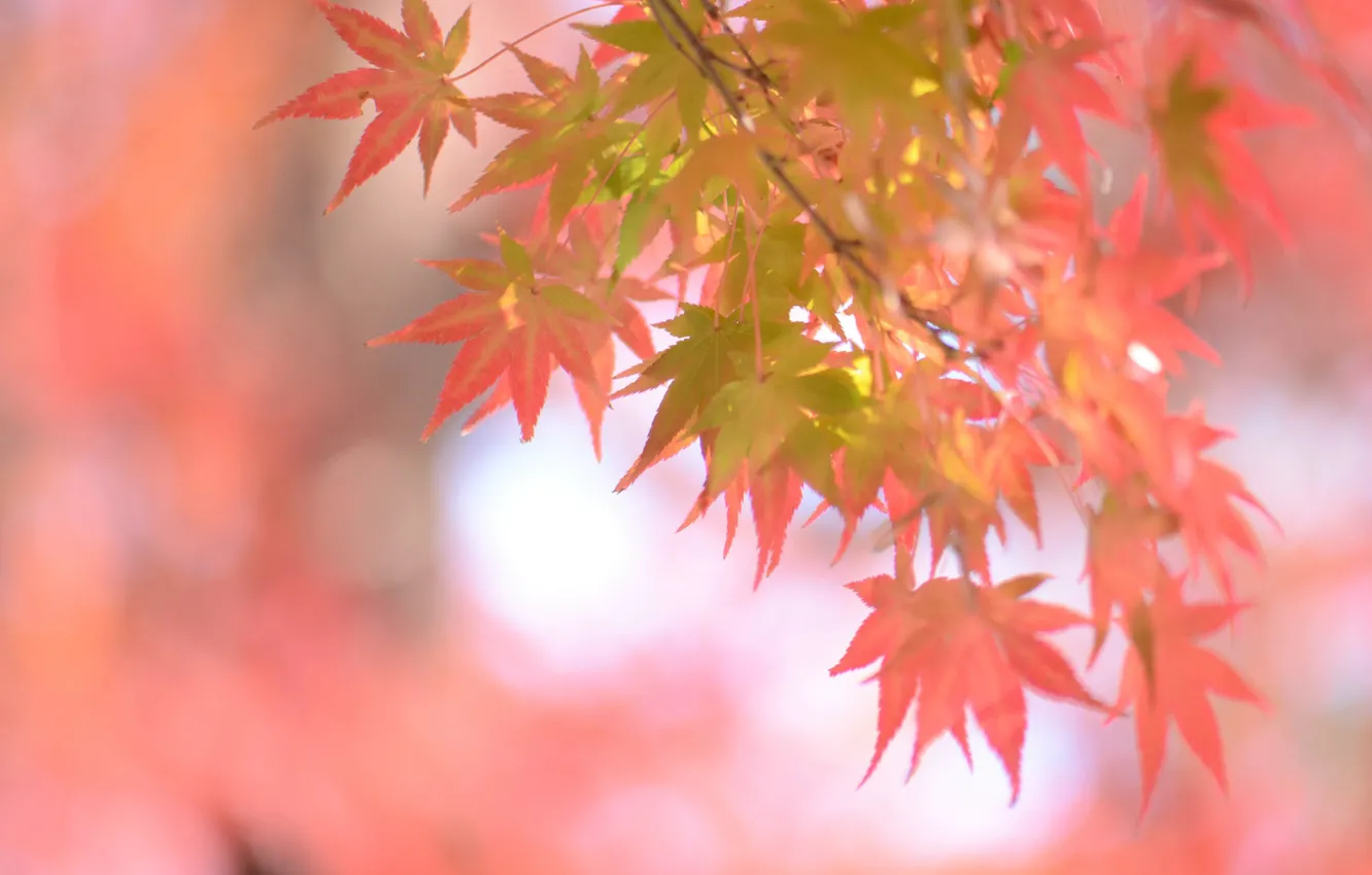 Photo wallpaper autumn, leaves, background, beauty