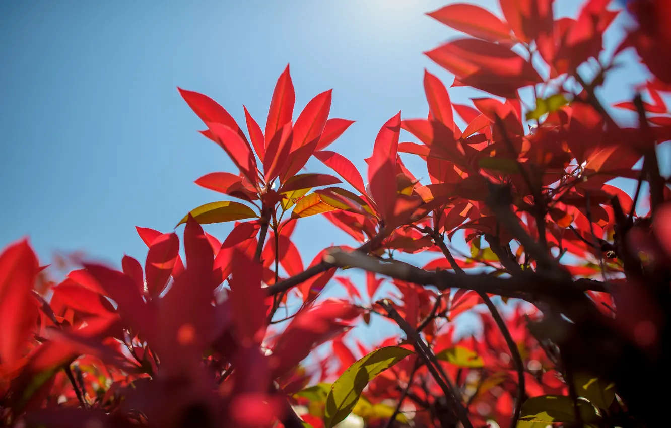 Photo wallpaper autumn, the sky, leaves, branches, the crimson