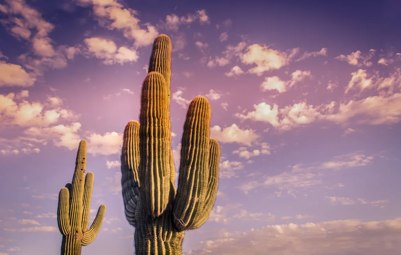Photo wallpaper sky, desert, clouds, plant, cactus