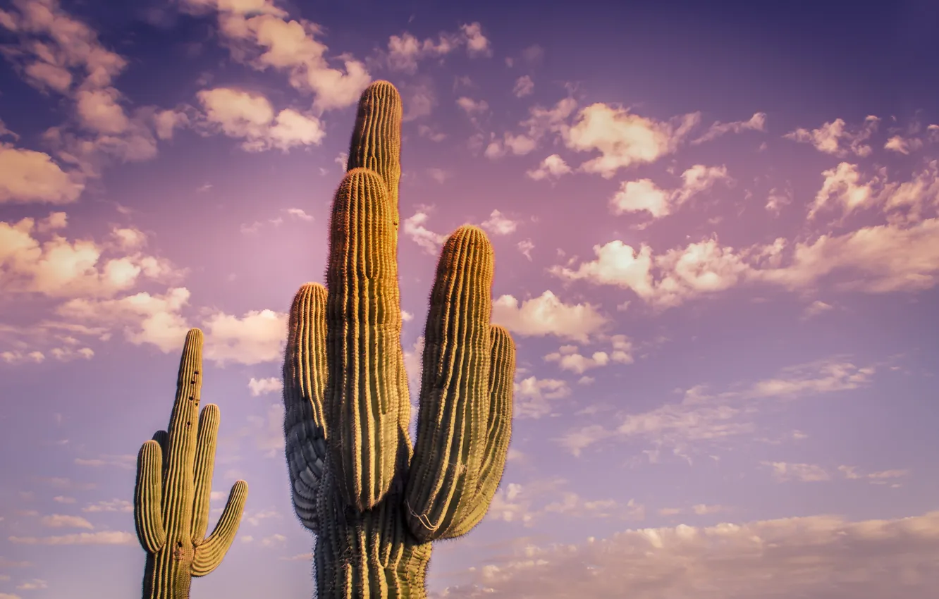 Photo wallpaper sky, desert, clouds, cactus, Plant