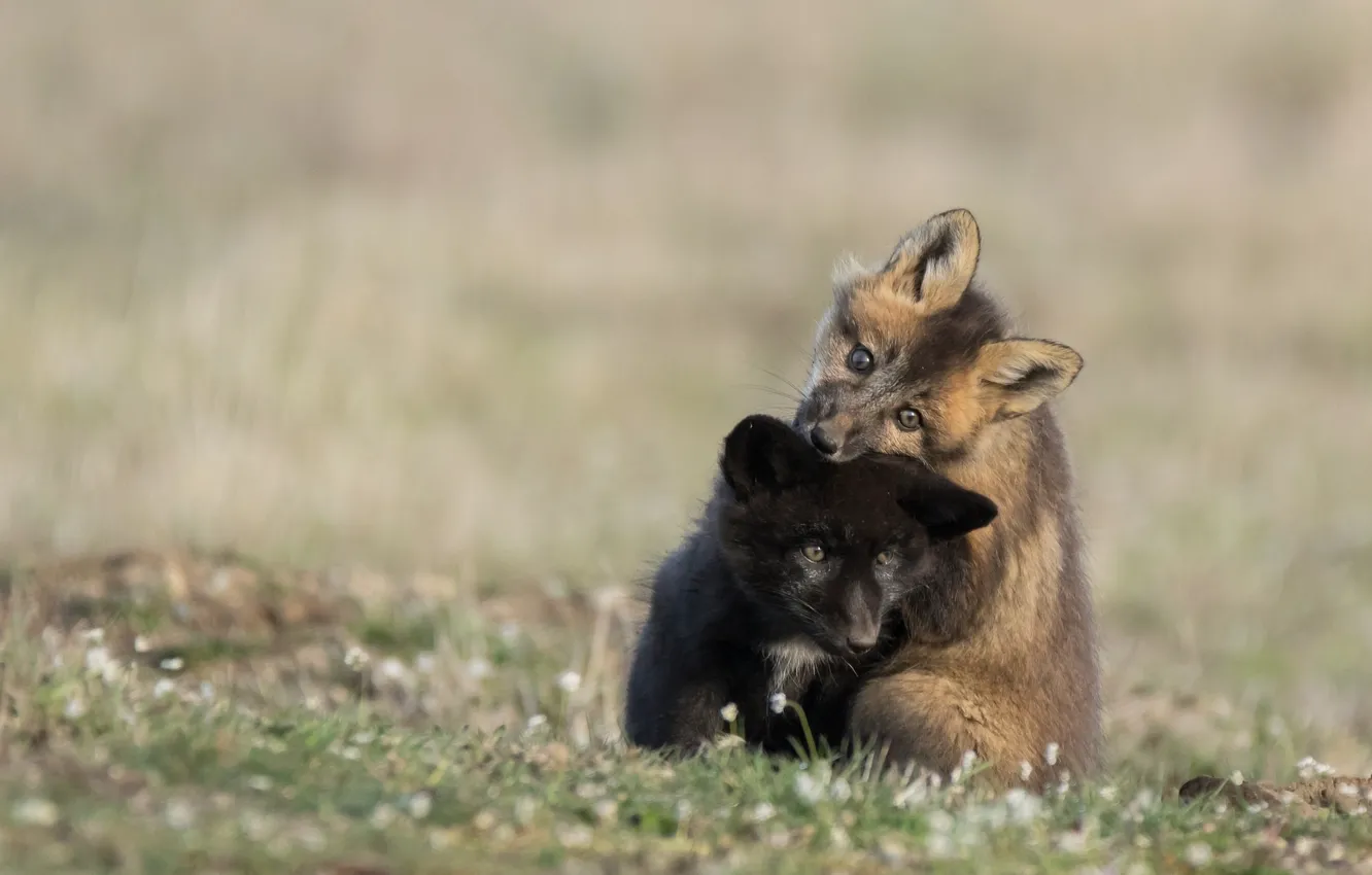 Photo wallpaper nature, the game, Fox, cub