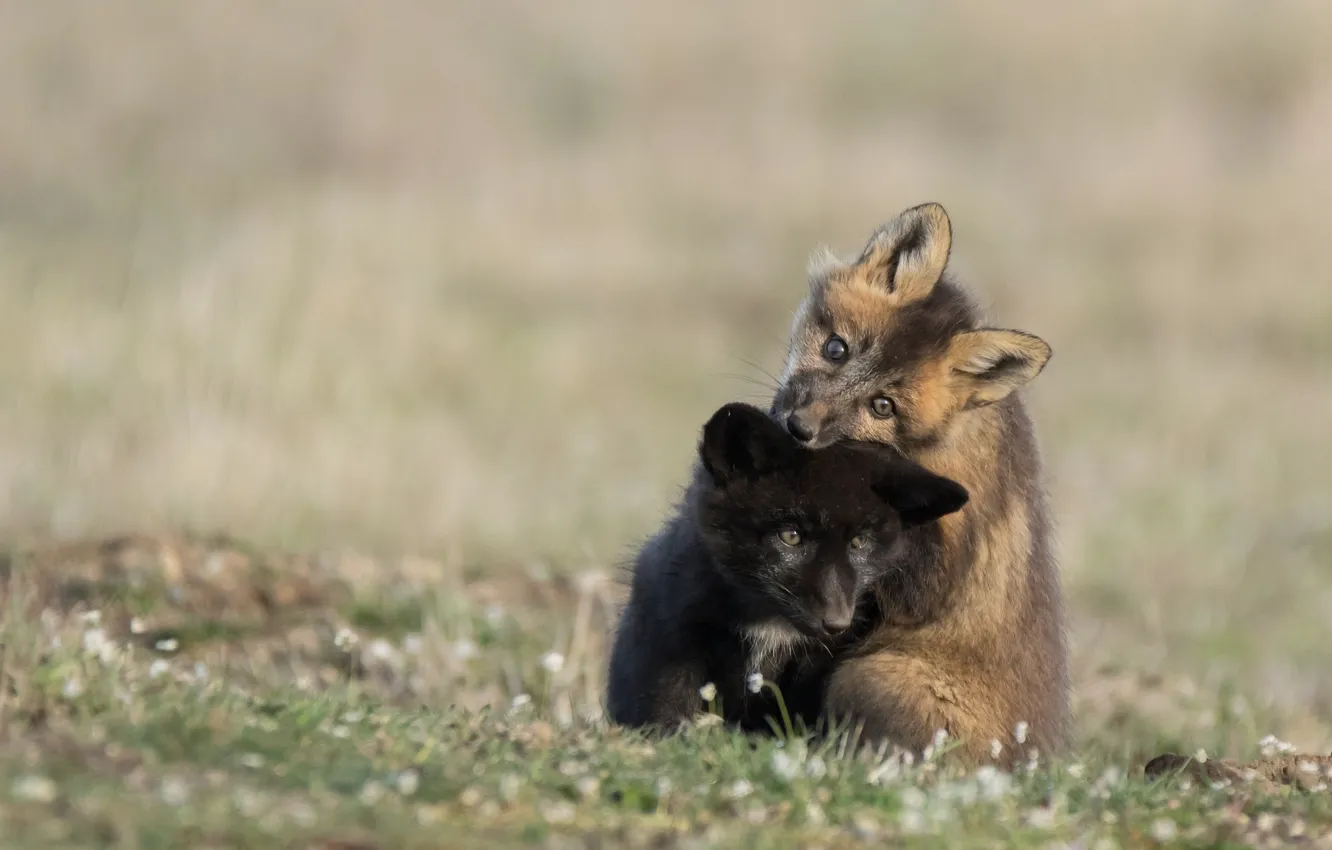 Photo wallpaper nature, the game, Fox, cubs