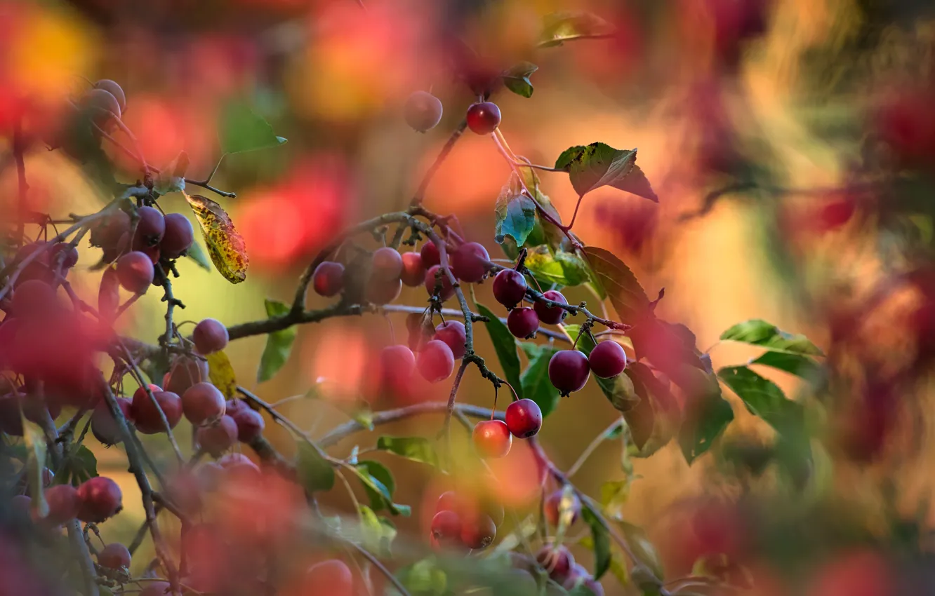 Photo wallpaper trees, branches, red, nature, apples, blur, harvest, Apple