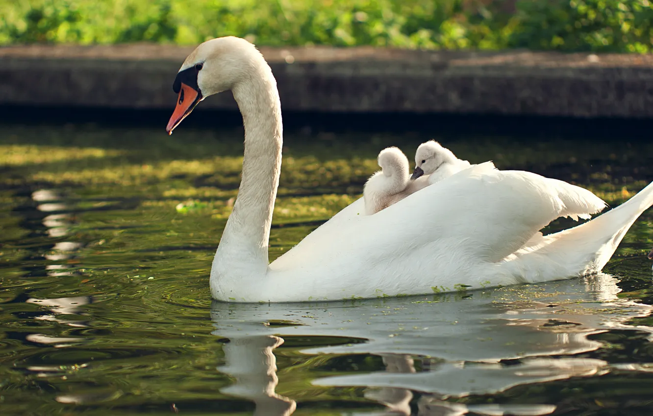 Photo wallpaper bird, swans, Chicks, pond