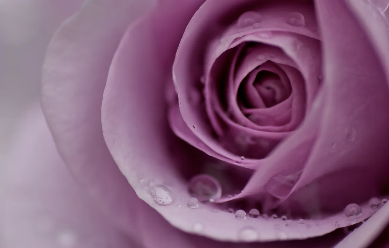 Photo wallpaper flower, water, drops, macro, Rosa, pink, tenderness, rose