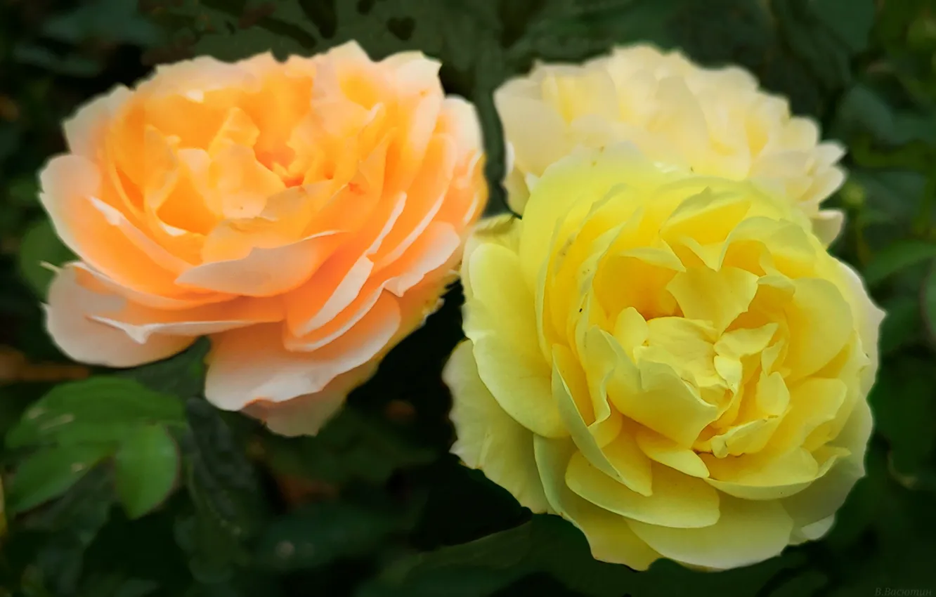 Photo wallpaper light, roses, vignette