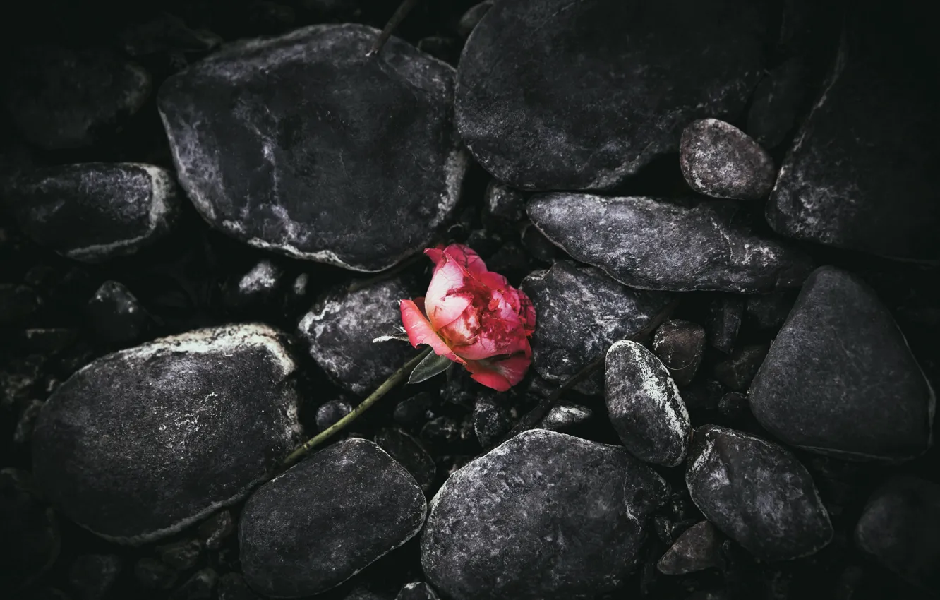 Photo wallpaper flower, stones, rose