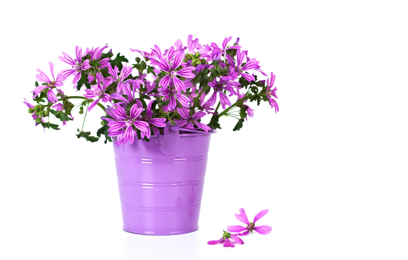 Photo wallpaper flowers, purple, bucket