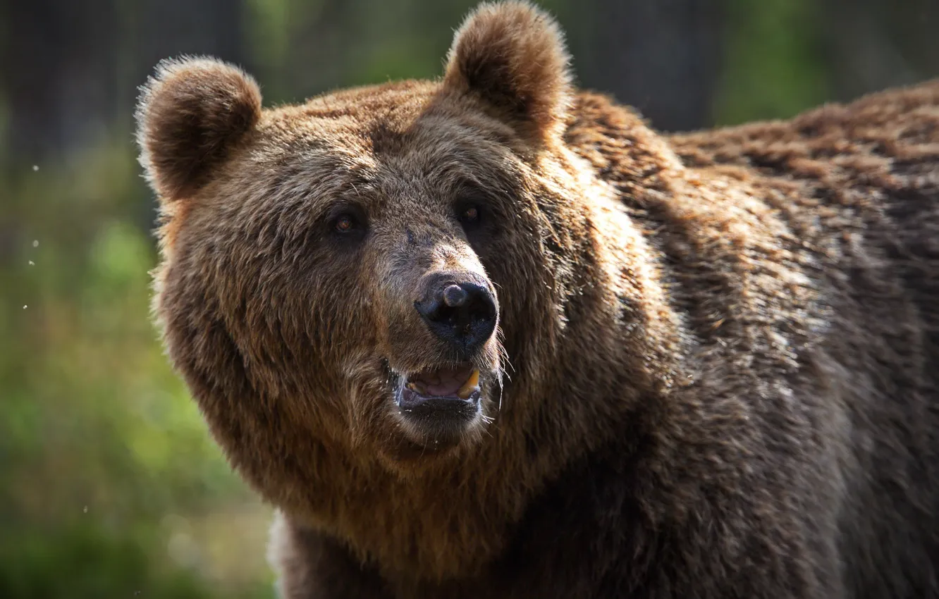 Photo wallpaper face, animal, predator, bear, brown, Alexander Perov