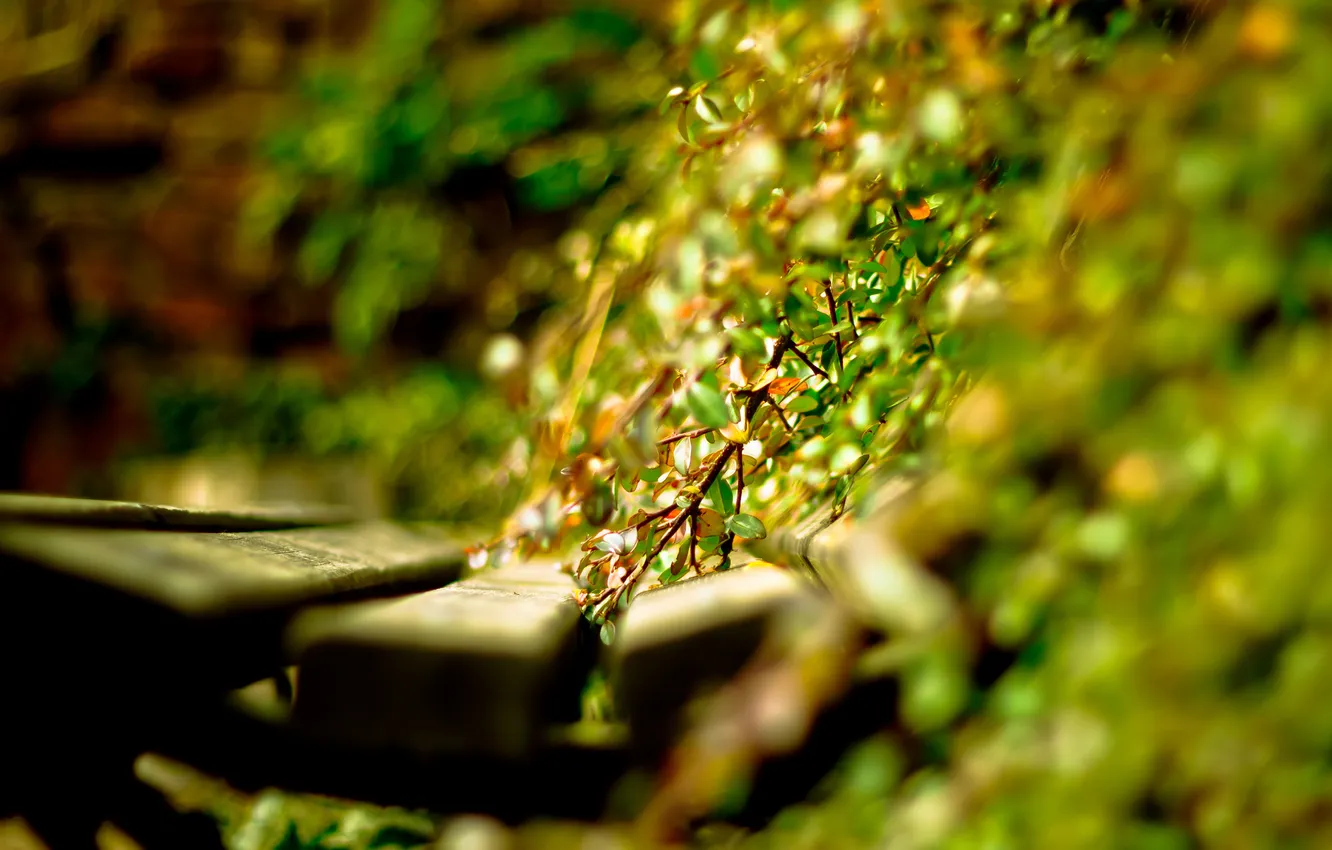 Photo wallpaper leaves, the sun, light, bench, plants, day, shop