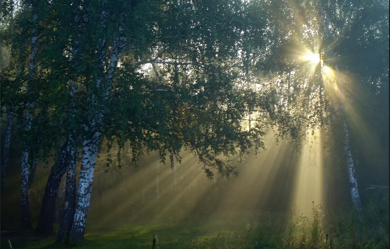 Photo wallpaper grass, trees, dawn, green leaves, sunlight, morning coolness