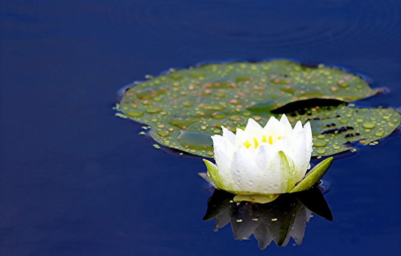 Photo wallpaper water, sheet, reflection, Lily, Nymphaeum, water Lily
