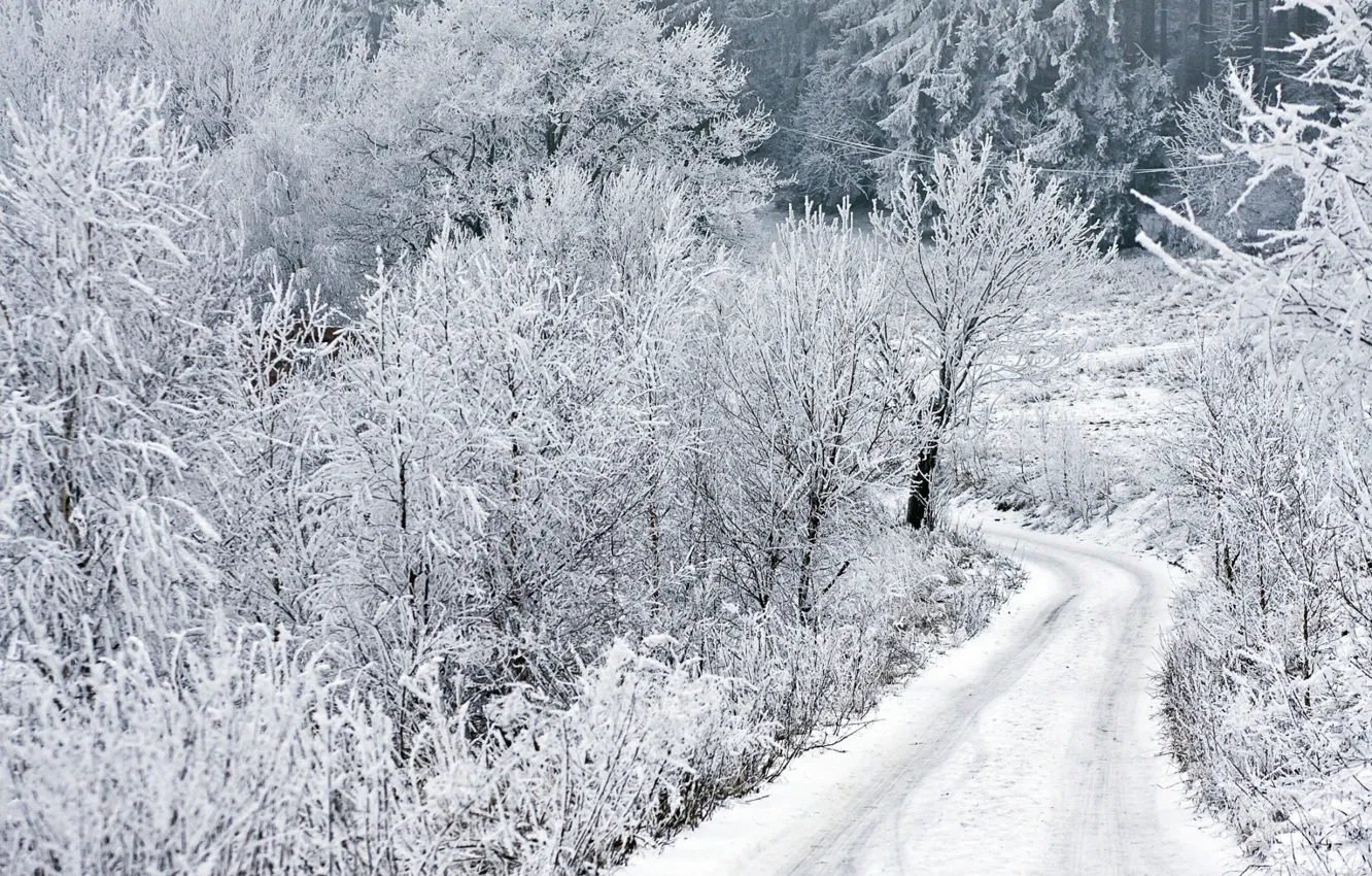 Photo wallpaper winter, frost, road, snow, trees, road, winter, snow