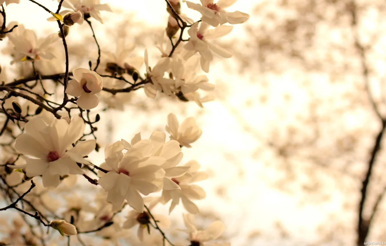 Photo wallpaper flowers, branches, leaf