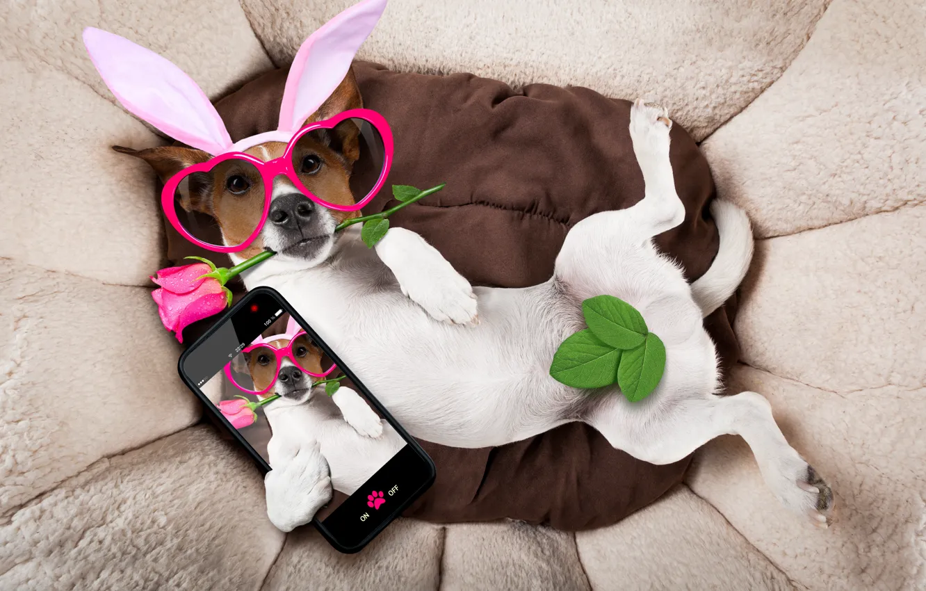 Photo wallpaper rose, dog, glasses, hearts, rose, ears, happy, pink