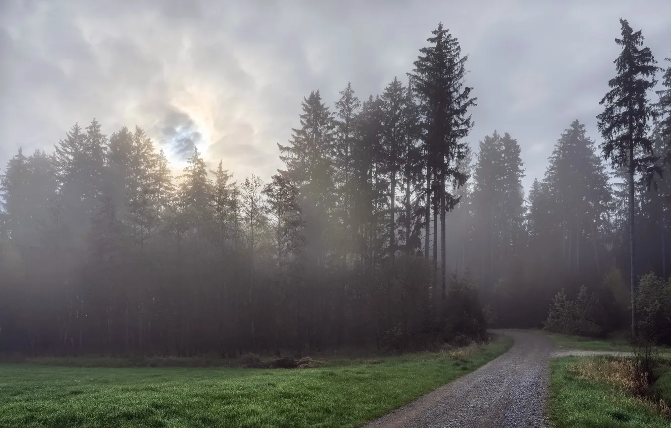 Photo wallpaper road, forest, summer