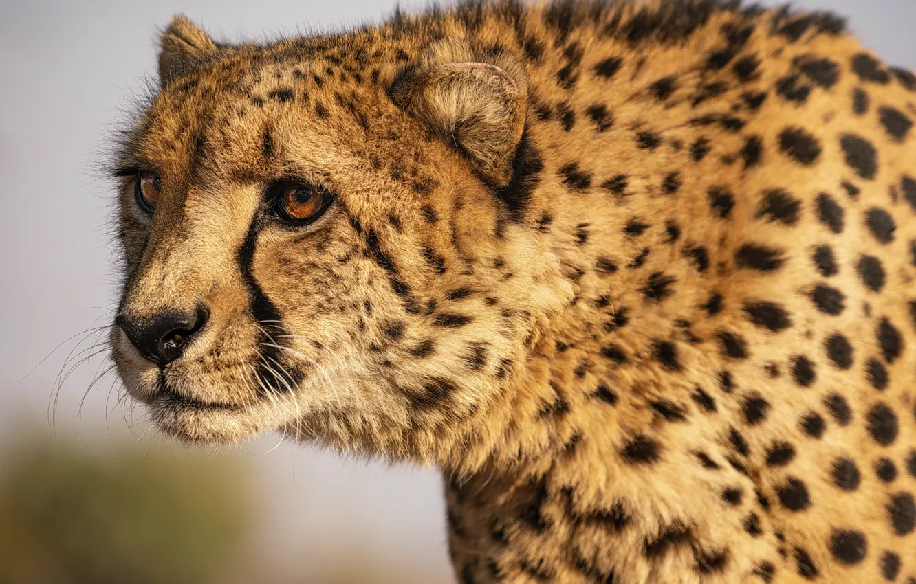 Photo wallpaper Head, Face, Predator, Cheetah, Big cat, Closeup