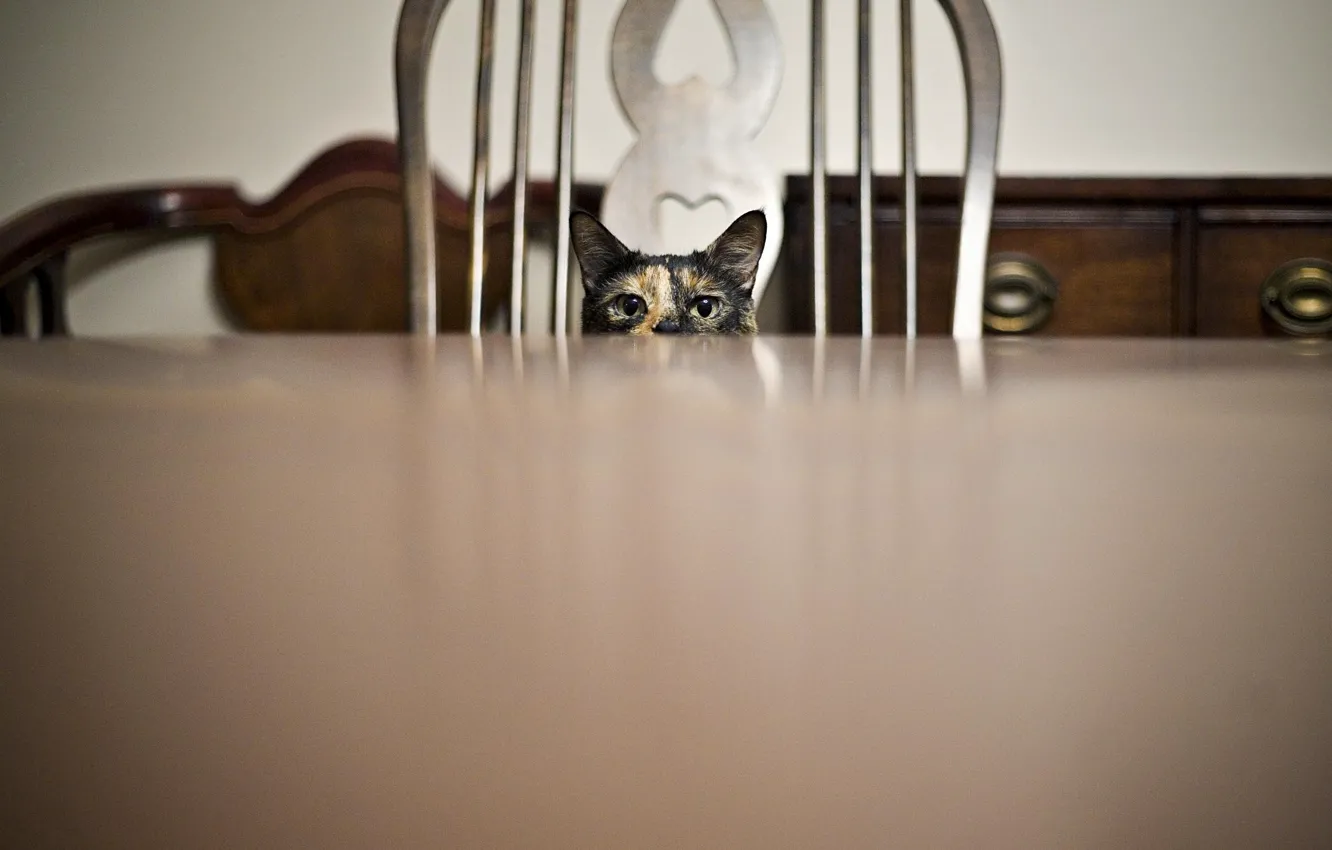 Photo wallpaper cat, table, chair, looks, Peeps