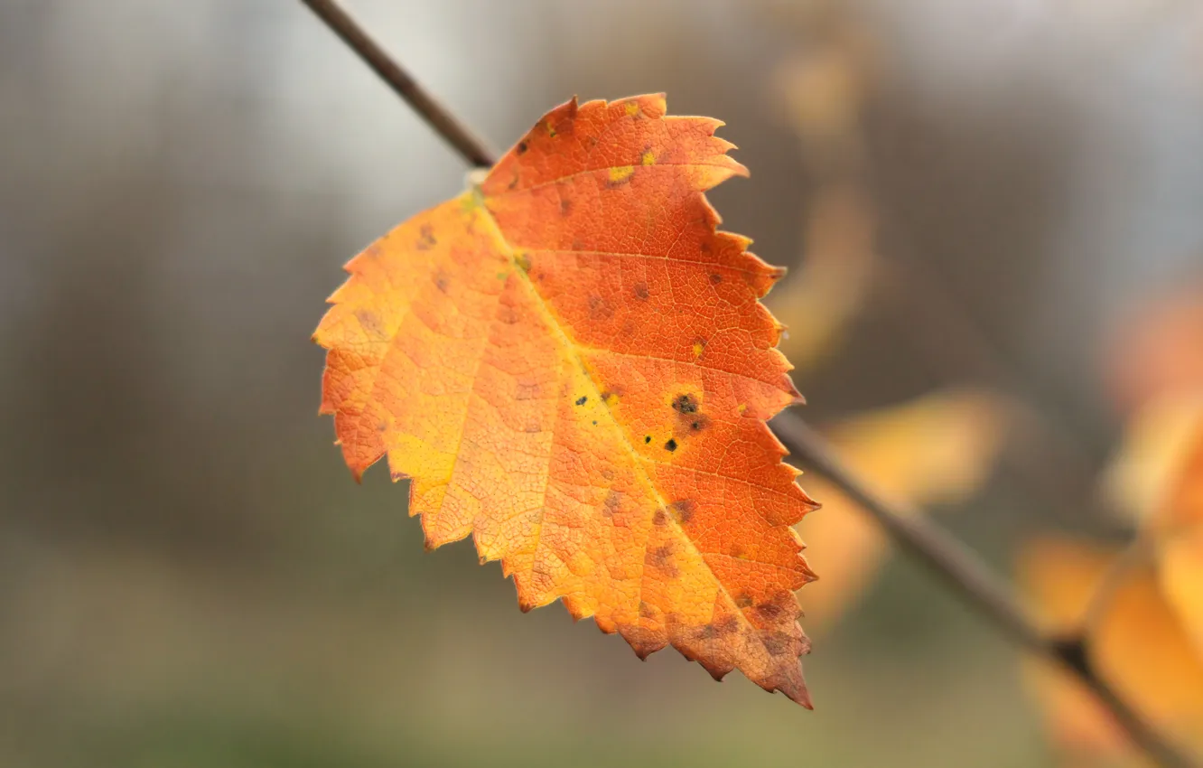 Photo wallpaper autumn, leaf, plant, fall, twig