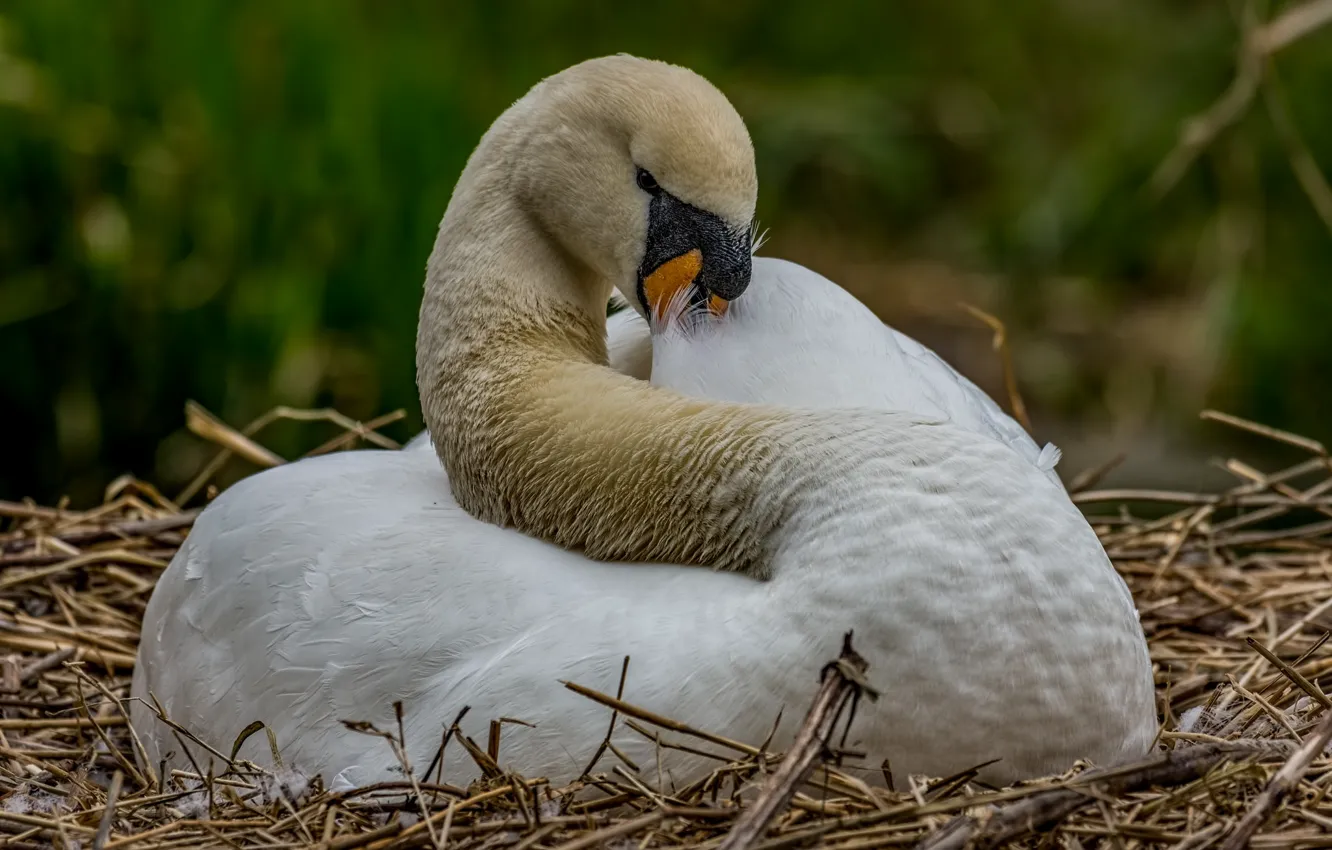 Photo wallpaper nature, stay, bird, socket, swans
