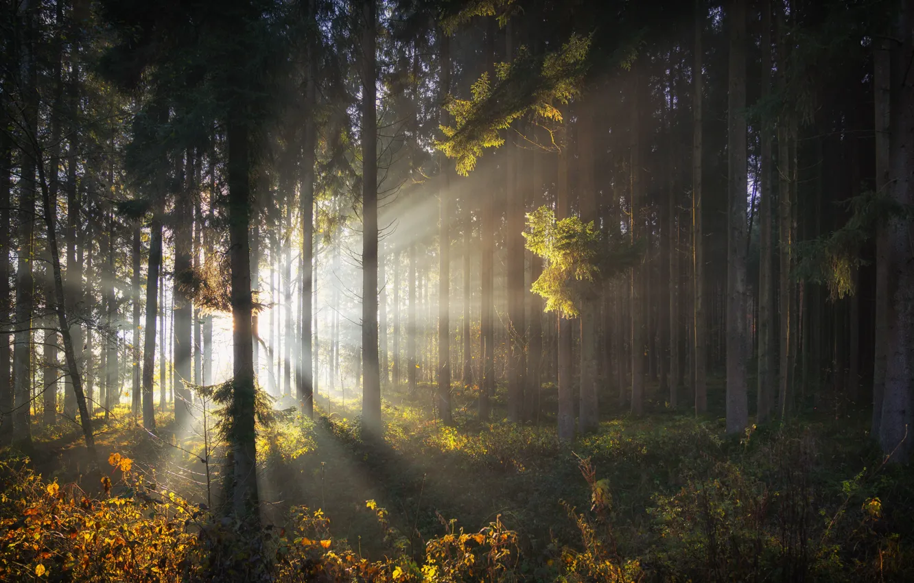 Photo wallpaper forest, trees, dawn, morning, the sun's rays